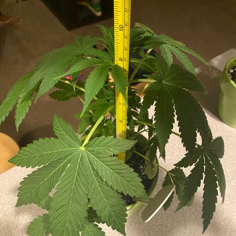 Gemma growlog timeline photo