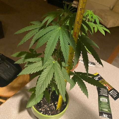 Gemma growlog timeline photo