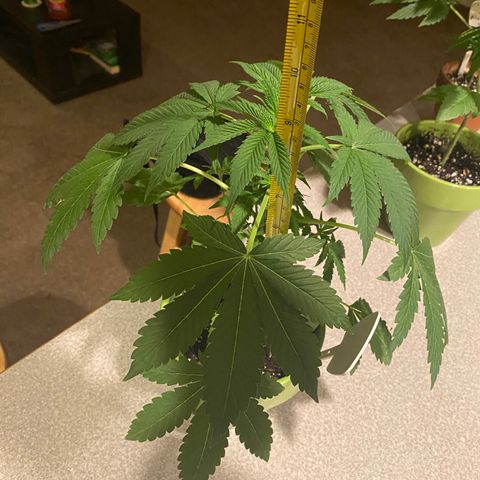 Gemma growlog timeline photo