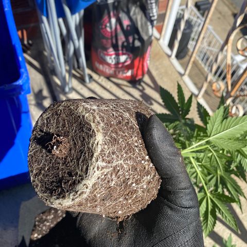 Gianna (GiGi) growlog photo: She got transplanted to a 3 gallon fabric pot and will go in the tent with Daisy 