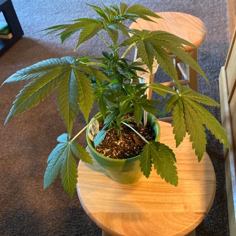 Gemma growlog photo: Gemma is going to her new home in a new 3 gallon fabric pot along side Gianna, Kylie and Miley, and Daisy🌻 in the tent