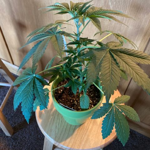 Gemma growlog photo: Gemma is going to her new home in a new 3 gallon fabric pot along side Gianna, Kylie and Miley, and Daisy🌻 in the tent