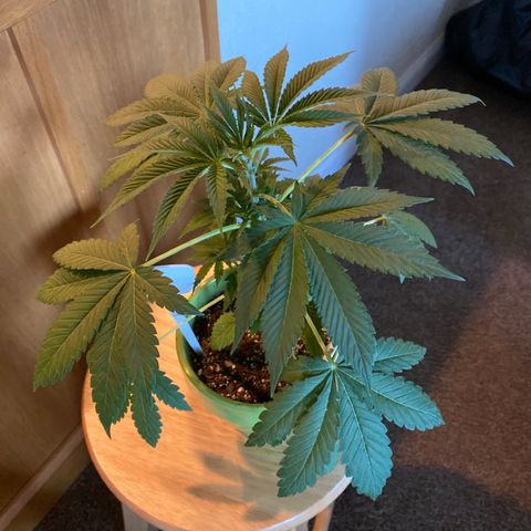 Gemma growlog photo: Gemma is going to her new home in a new 3 gallon fabric pot along side Gianna, Kylie and Miley, and Daisy🌻 in the tent