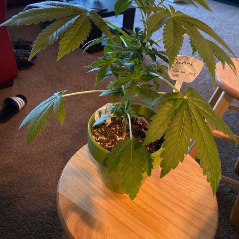 Gemma growlog photo: Gemma is going to her new home in a new 3 gallon fabric pot along side Gianna, Kylie and Miley, and Daisy🌻 in the tent