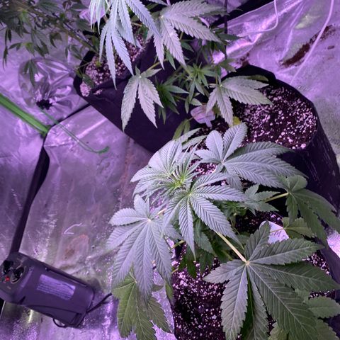 Gemma growlog timeline photo
