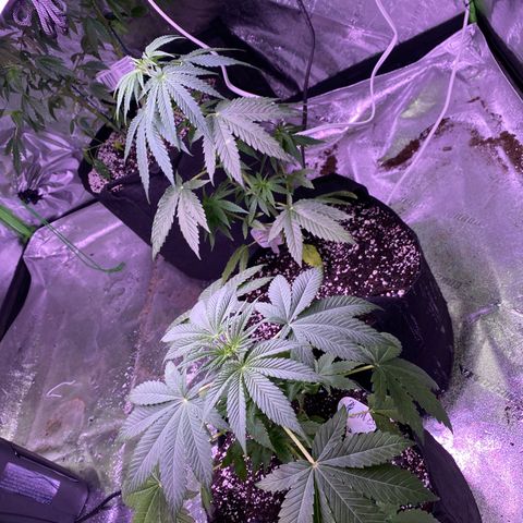 Gemma growlog timeline photo