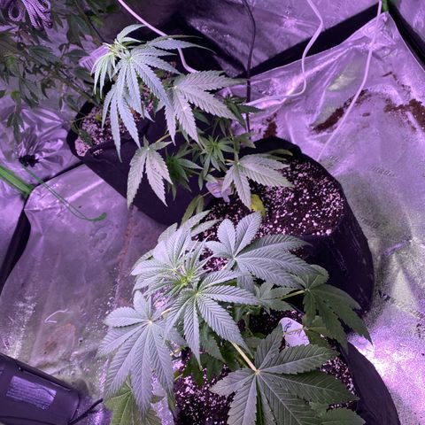 Gemma growlog timeline photo