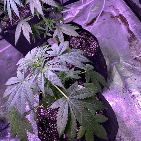 Gemma growlog timeline photo