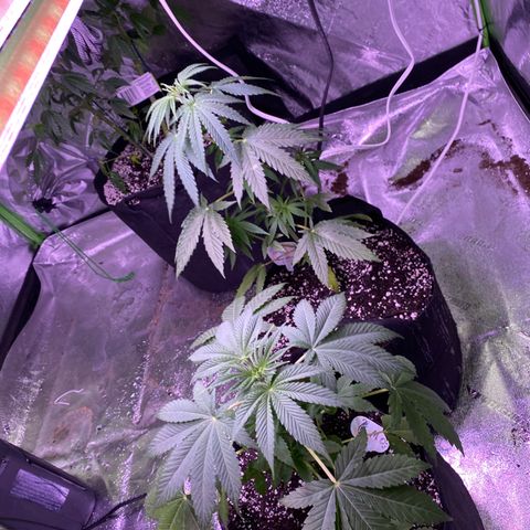 Gemma growlog timeline photo