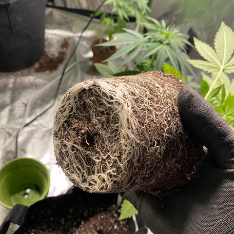 Gemma growlog timeline photo