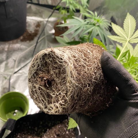 Gemma growlog timeline photo