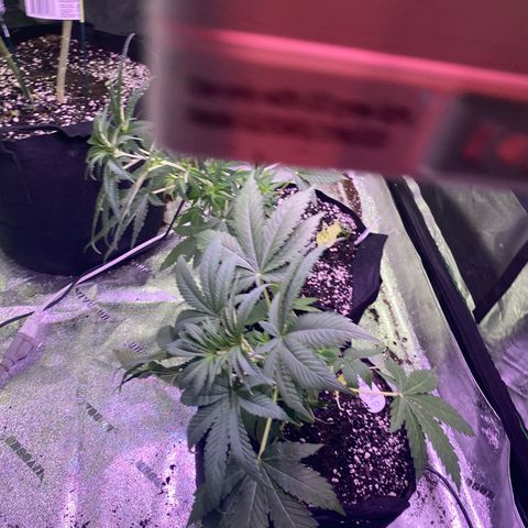 Gemma growlog photo: Today I tried LST training with Gemma... I bent he back with a soft wire tie hopefully when I go back she's grew up