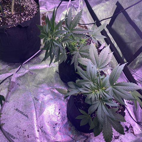 Gemma growlog photo: Today I tried LST training with Gemma... I bent he back with a soft wire tie hopefully when I go back she's grew up