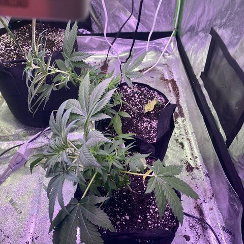Gemma growlog photo: Today I tried LST training with Gemma... I bent he back with a soft wire tie hopefully when I go back she's grew up
