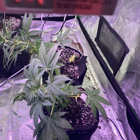 Gemma growlog photo: Today I tried LST training with Gemma... I bent he back with a soft wire tie hopefully when I go back she's grew up