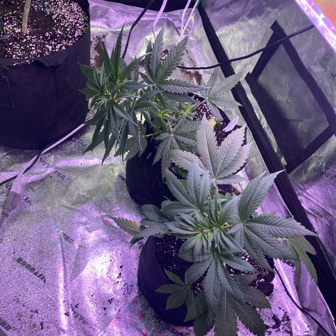 Gemma growlog photo: Today I tried LST training with Gemma... I bent he back with a soft wire tie hopefully when I go back she's grew up