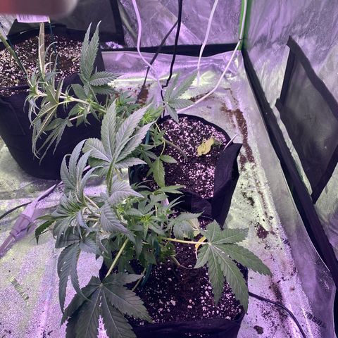 Gemma growlog photo: Today I tried LST training with Gemma... I bent he back with a soft wire tie hopefully when I go back she's grew up