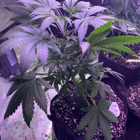Gemma growlog timeline photo