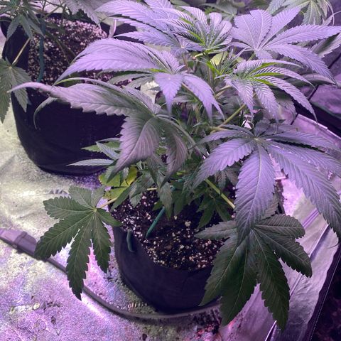Gemma growlog timeline photo
