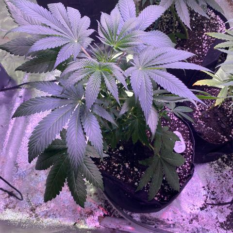 Gemma growlog timeline photo