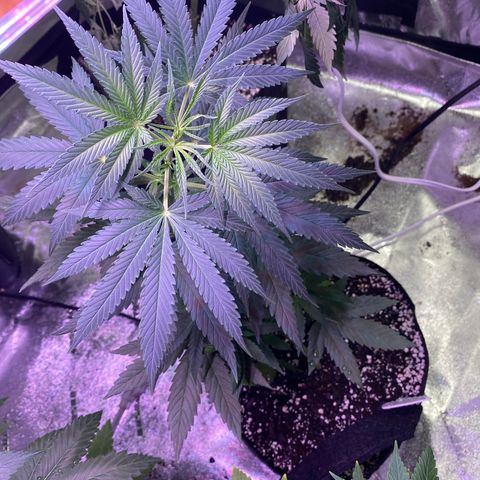 Gianna (GiGi) growlog timeline photo