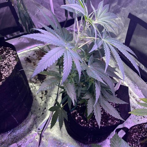 Gianna (GiGi) growlog timeline photo