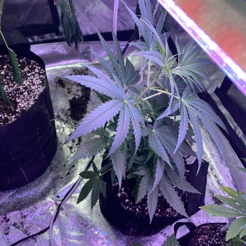 Gianna (GiGi) growlog timeline photo