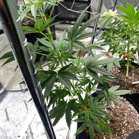 Gianna (GiGi) growlog timeline photo