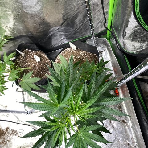 Gianna (GiGi) growlog timeline photo