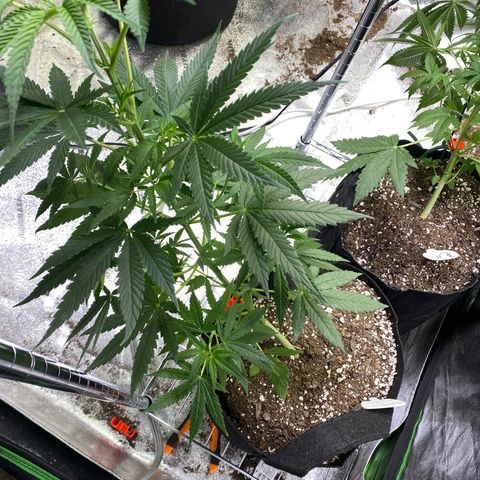 Gianna (GiGi) growlog timeline photo