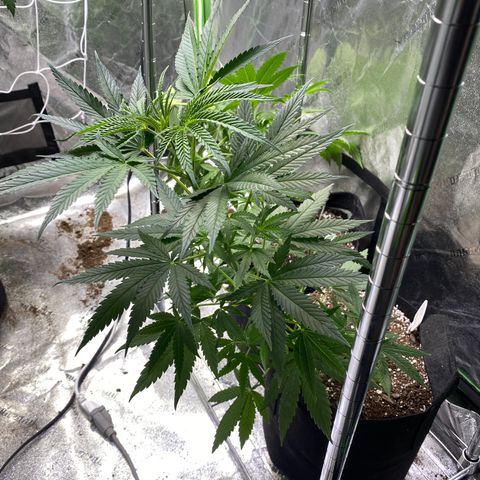 Gianna (GiGi) growlog timeline photo