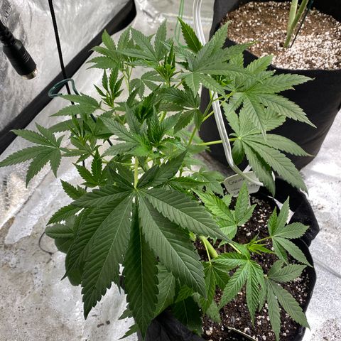 Gemma growlog timeline photo