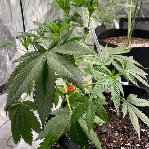 Gemma growlog timeline photo