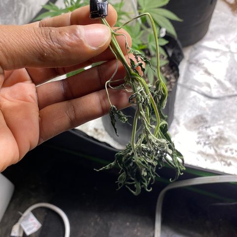 Gemma growlog timeline photo