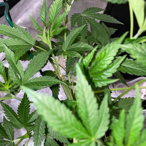 Gemma growlog timeline photo