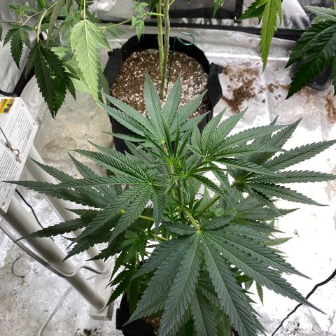 Gianna (GiGi) growlog timeline photo