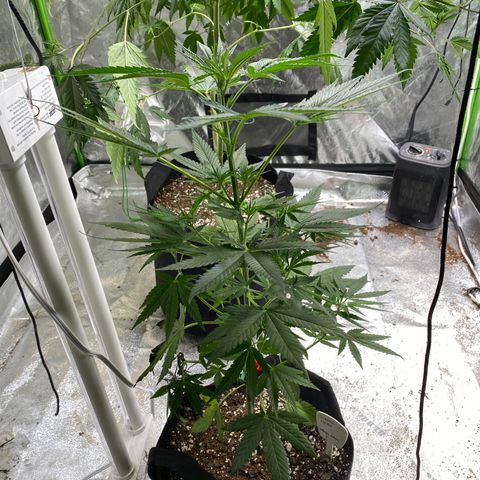 Gianna (GiGi) growlog timeline photo