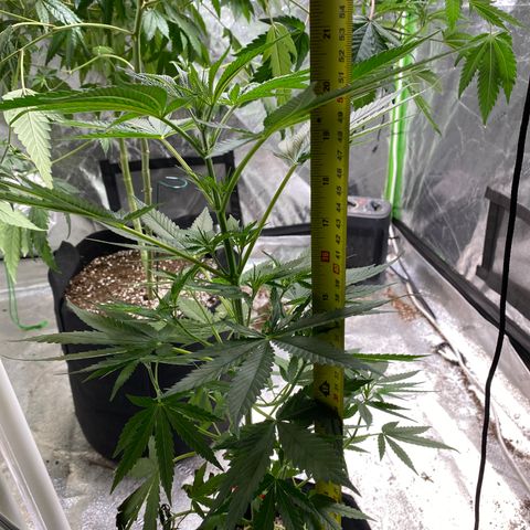 Gianna (GiGi) growlog timeline photo