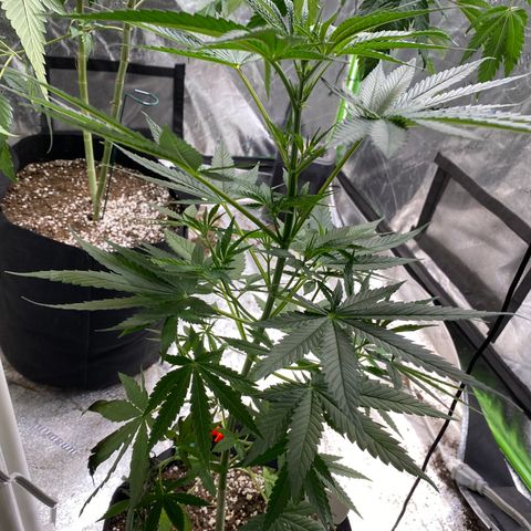 Gianna (GiGi) growlog timeline photo