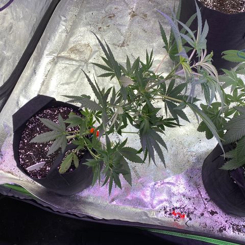 Gianna (GiGi) growlog timeline photo