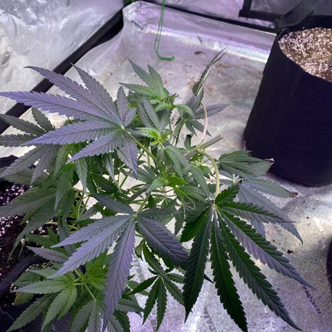 Gianna (GiGi) growlog timeline photo