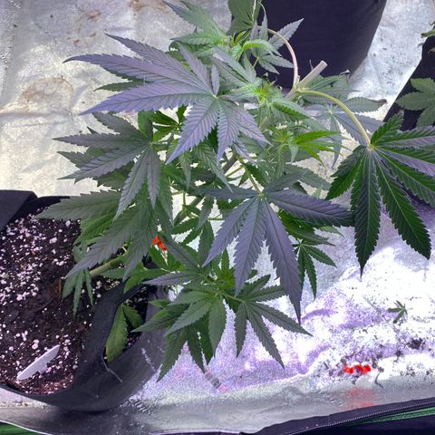 Gianna (GiGi) growlog timeline photo
