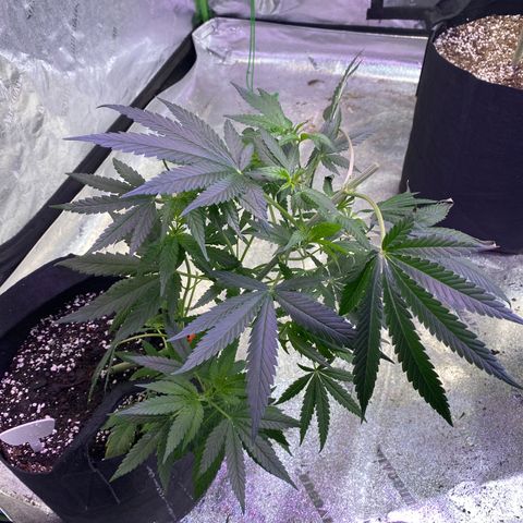 Gianna (GiGi) growlog timeline photo
