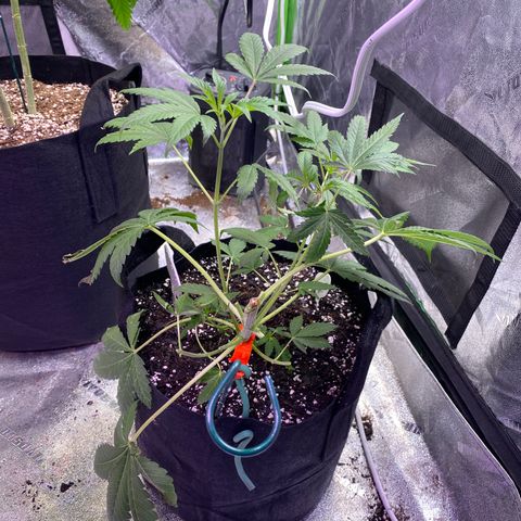 Gemma growlog timeline photo