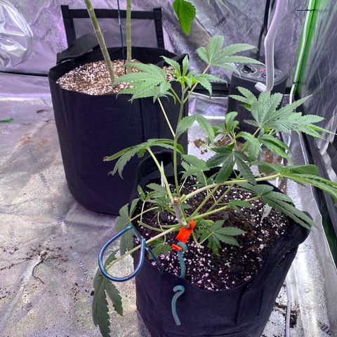 Gemma growlog timeline photo