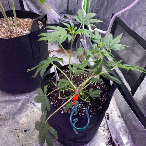 Gemma growlog timeline photo
