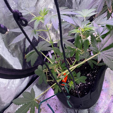 Gemma growlog timeline photo