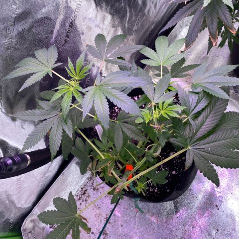 Gemma growlog timeline photo