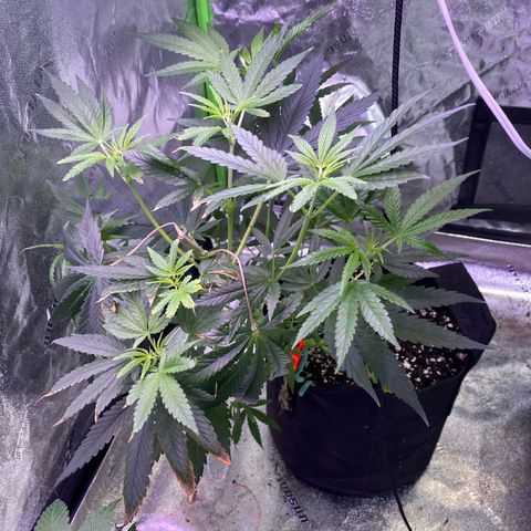 Gianna (GiGi) growlog timeline photo