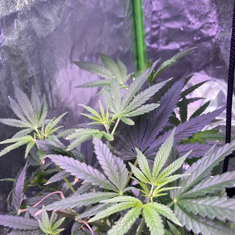 Gianna (GiGi) growlog timeline photo